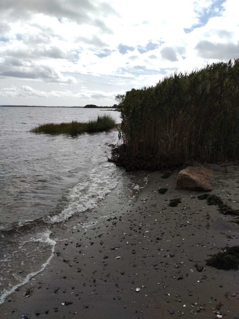 a beach with a body of water and a hill with plants (MyCoast AI)
