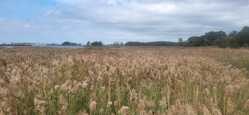 a field of brown grass (MyCoast AI)