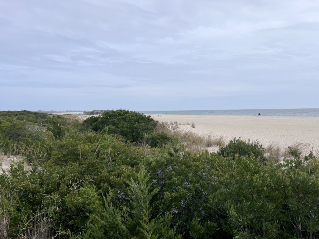 a beach with trees and bushes (MyCoast AI)