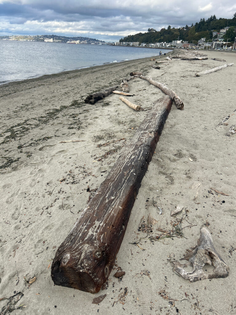 a log on a beach (MyCoast AI)