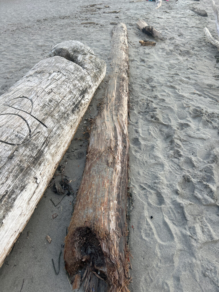a log on the beach (MyCoast AI)