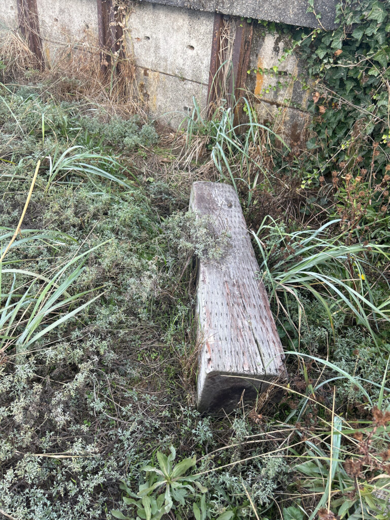 a tree stump in the grass (MyCoast AI)