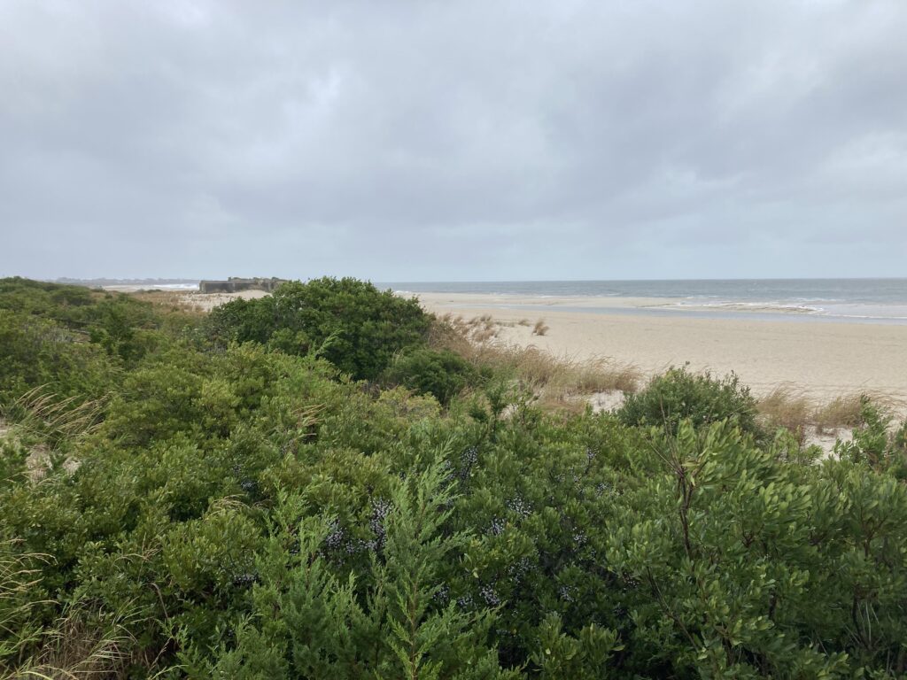 a beach with trees and bushes (MyCoast AI)