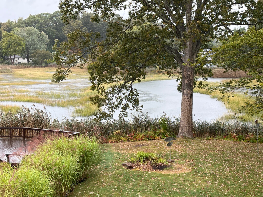 a tree next to a body of water (MyCoast AI)
