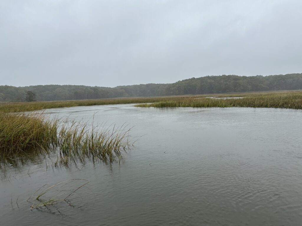a body of water with grass and trees around it (MyCoast AI)