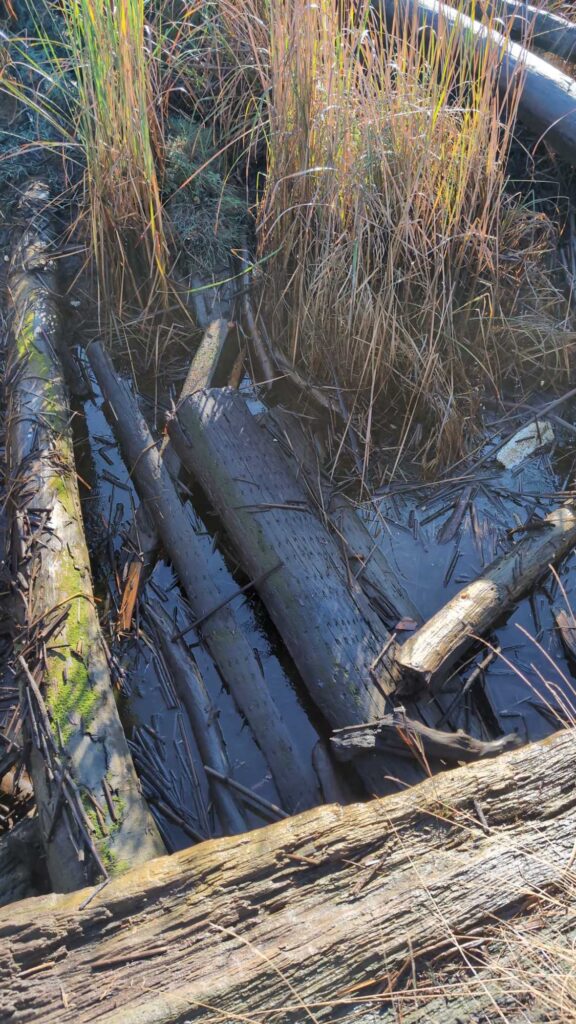 a tree stump with a broken branch (MyCoast AI)