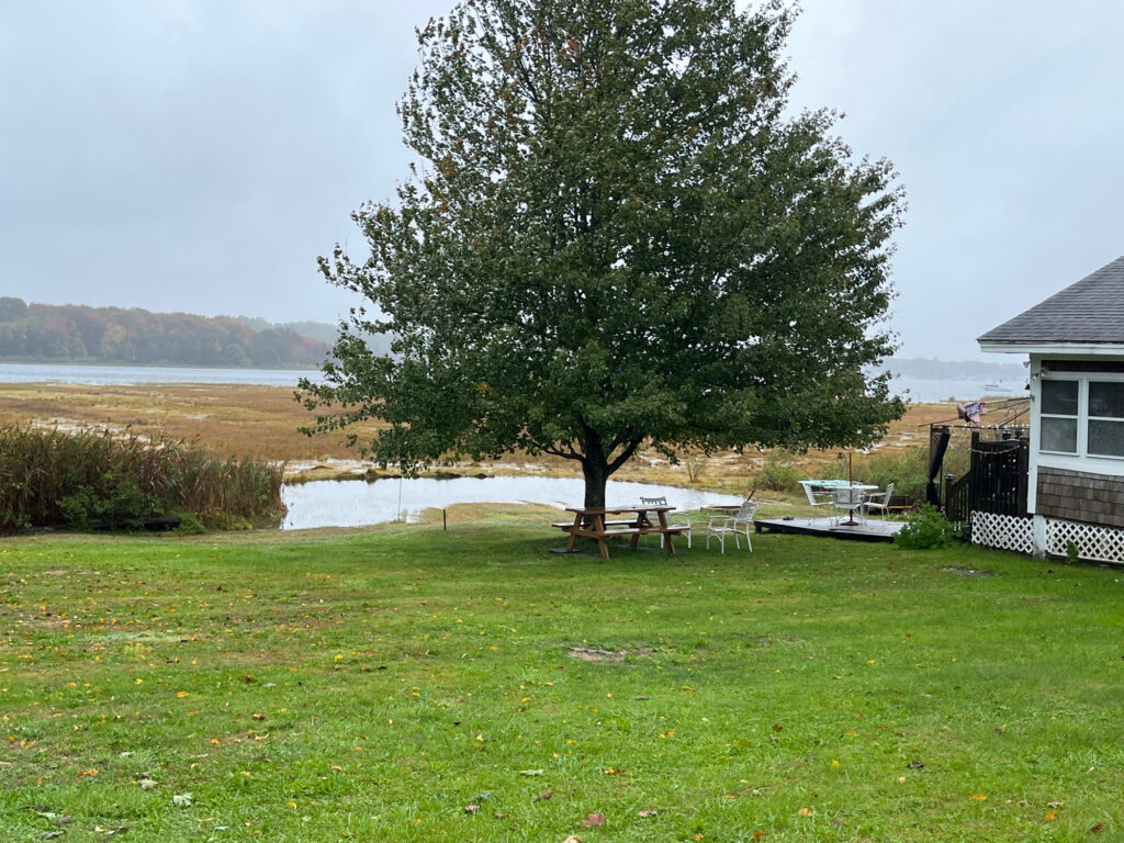 a tree in a yard (MyCoast AI)