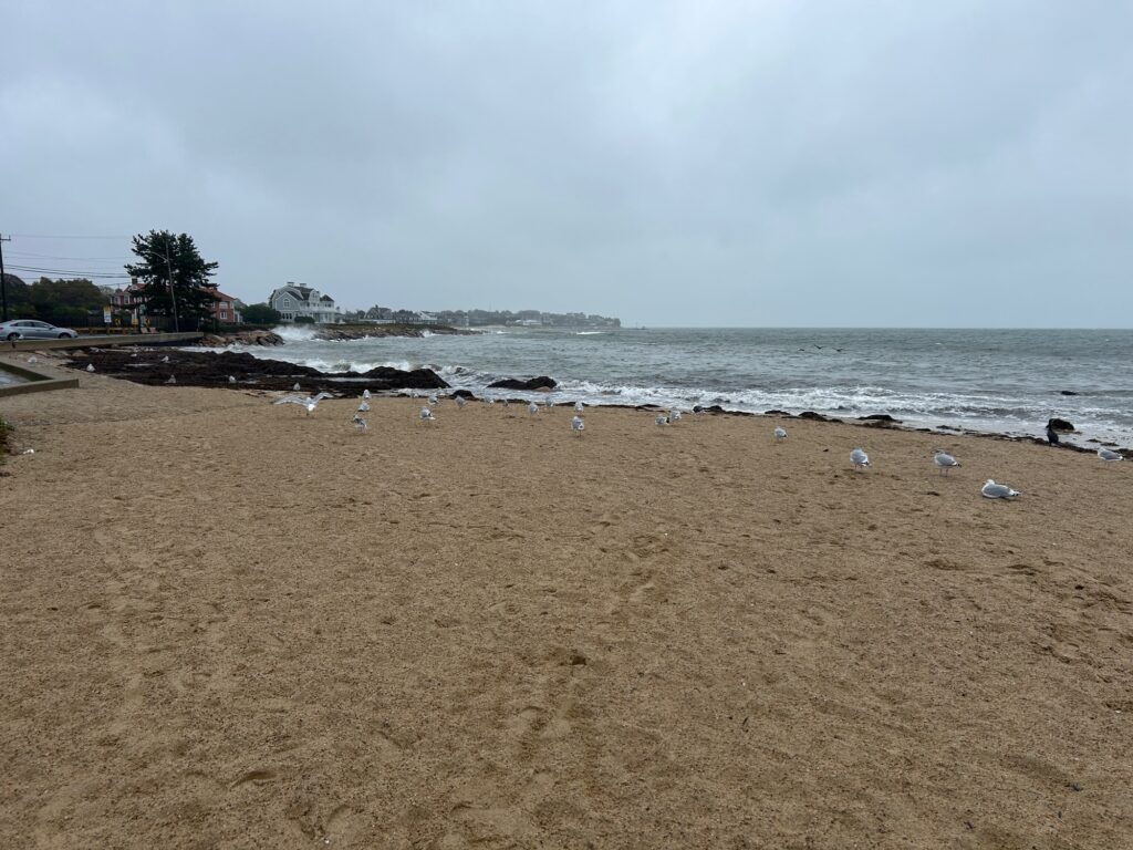 a group of birds on a beach (MyCoast AI)