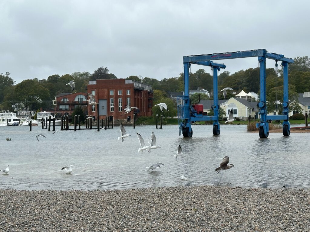 a group of birds in a body of water (MyCoast AI)
