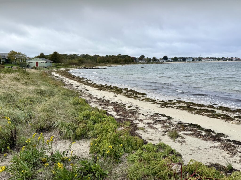 a beach with grass and flowers (MyCoast AI)