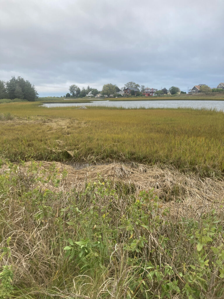 a field of grass and water (MyCoast AI)