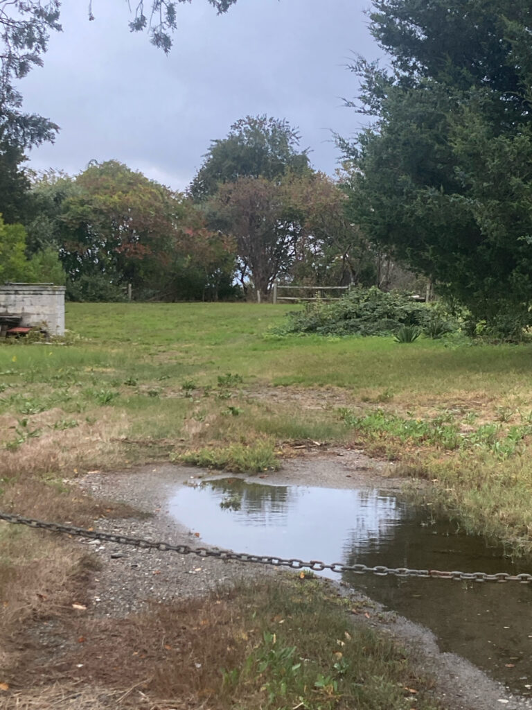a small pond in a grassy area (MyCoast AI)