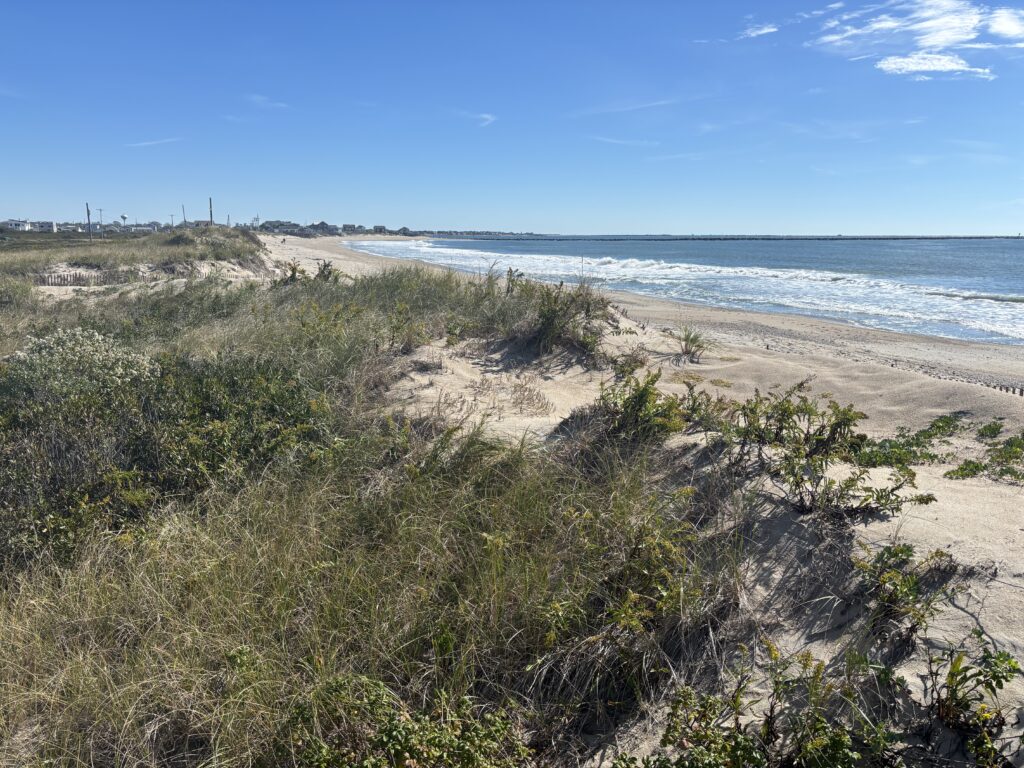 a beach with bushes and water (MyCoast AI)