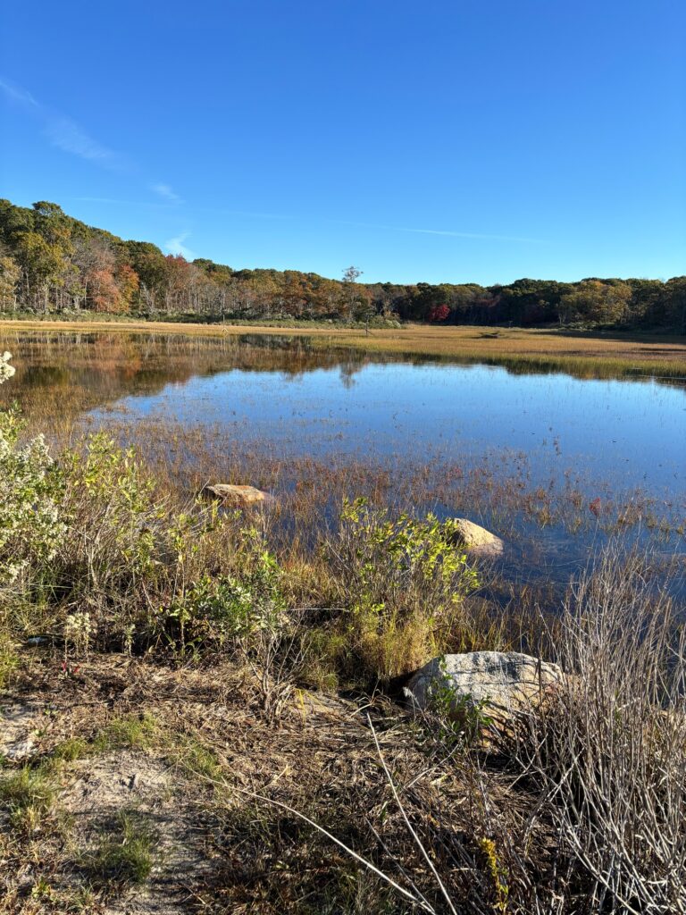 a lake surrounded by trees (MyCoast AI)