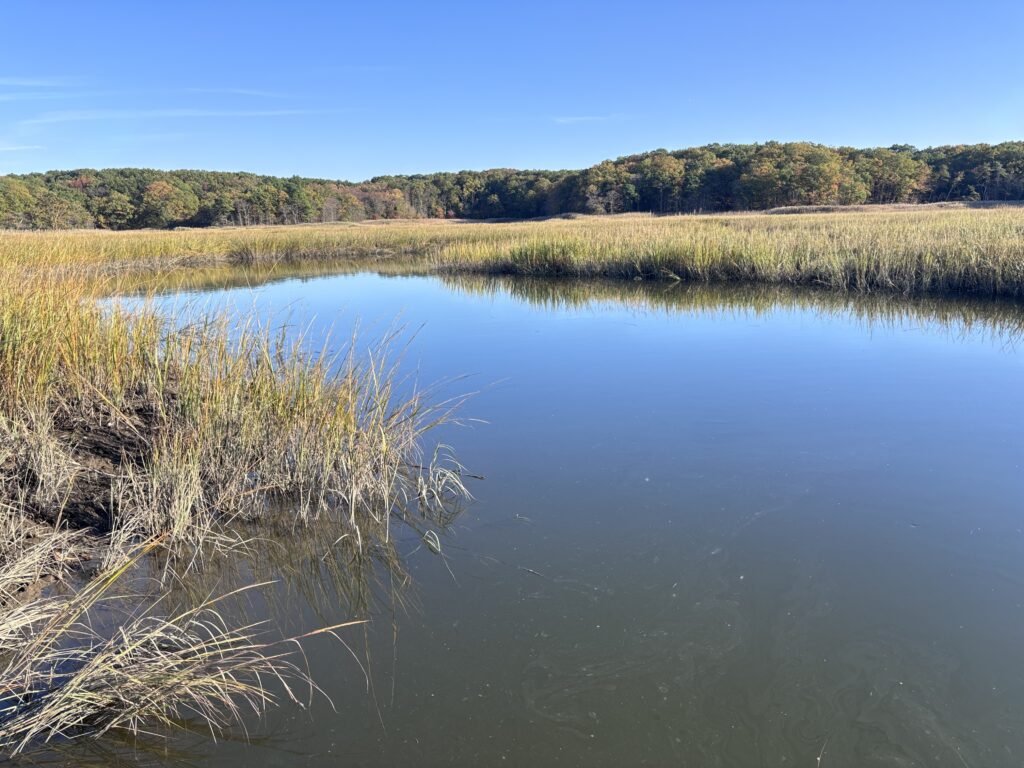 a body of water with grass and trees in the background (MyCoast AI)