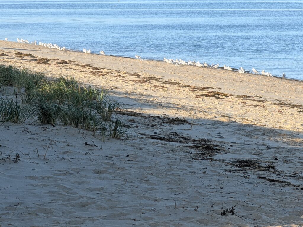 a beach with birds (MyCoast AI)