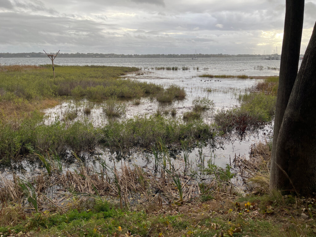 a marshy area with plants and trees (MyCoast AI)