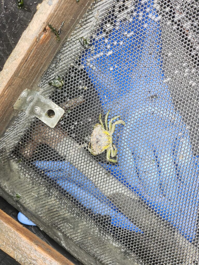 a turtle on a blue metal surface (MyCoast AI)