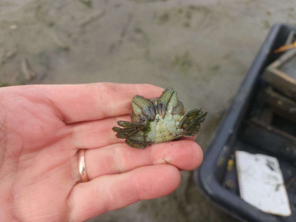 a hand holding a small green frog (MyCoast AI)