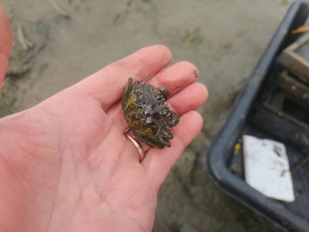 a hand holding a small turtle (MyCoast AI)
