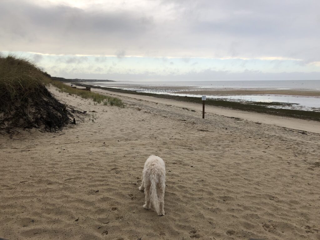a dog walking on a beach (MyCoast AI)