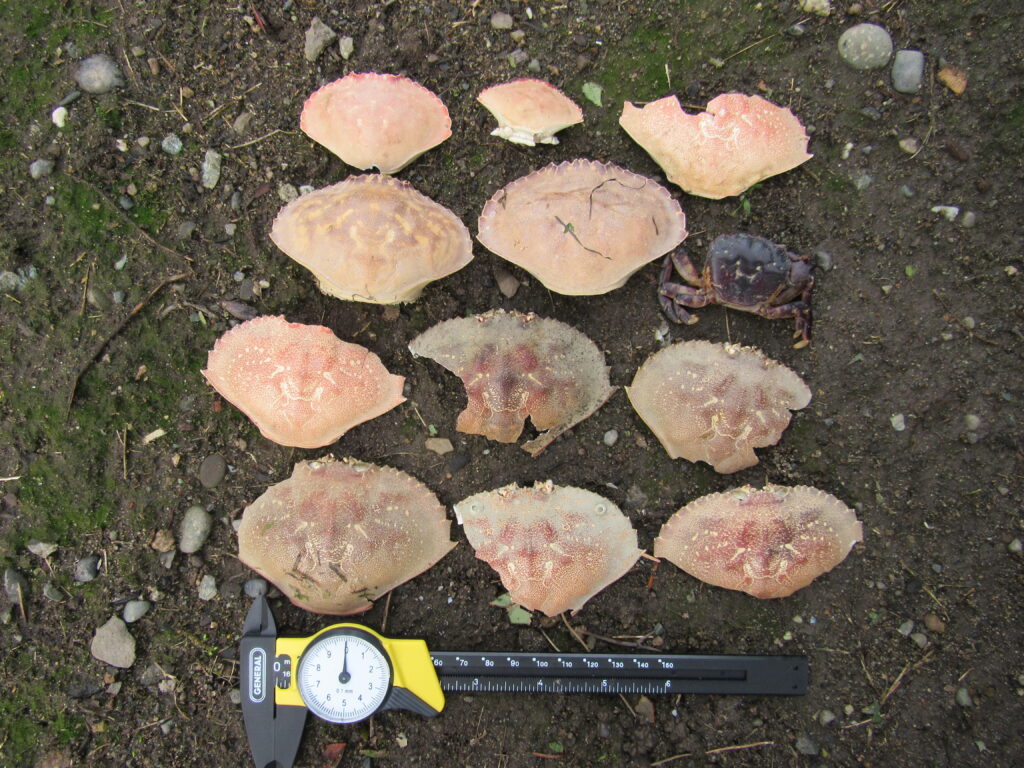a group of mushrooms (MyCoast AI)