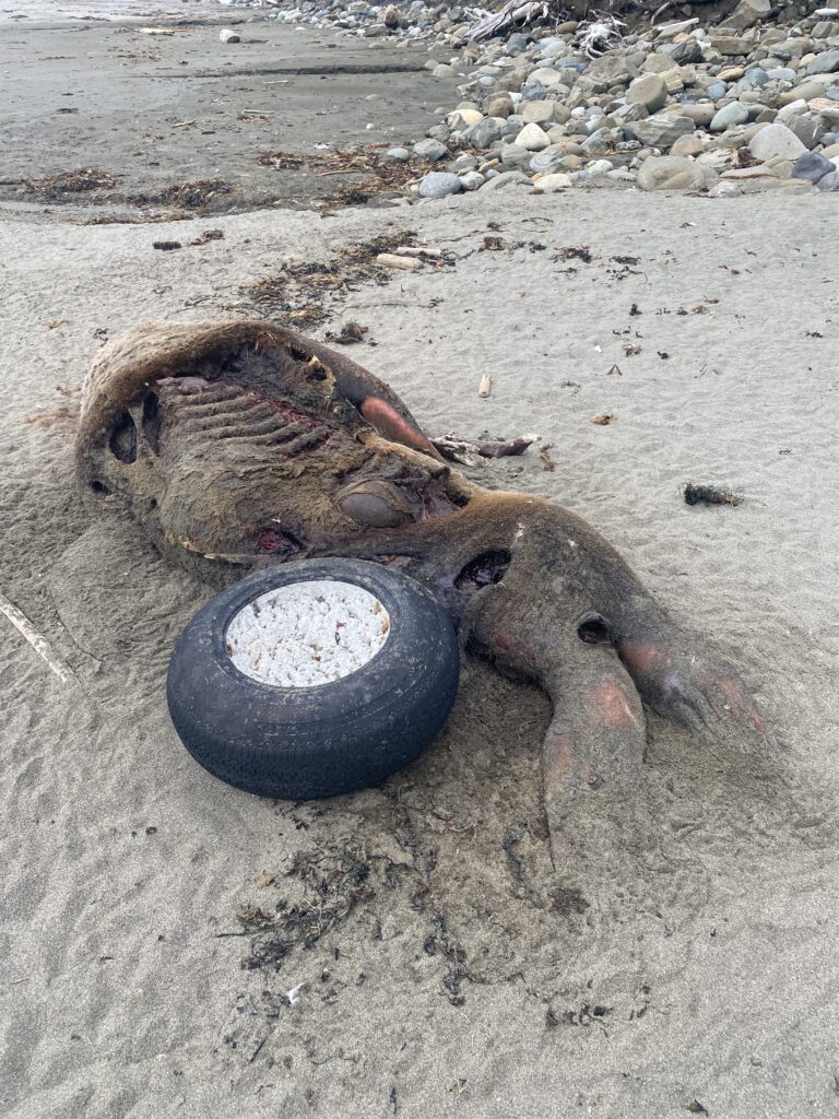 a seal lying on the sand (MyCoast AI)