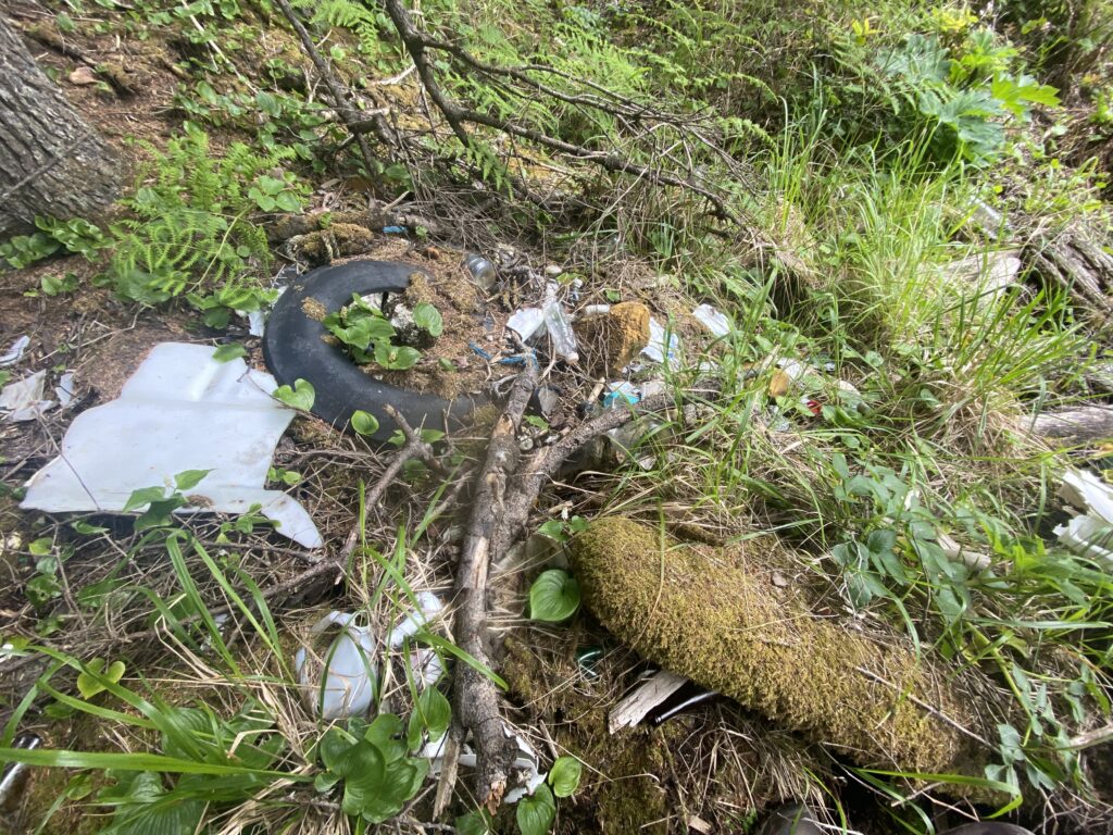a turtle in the grass (MyCoast AI)