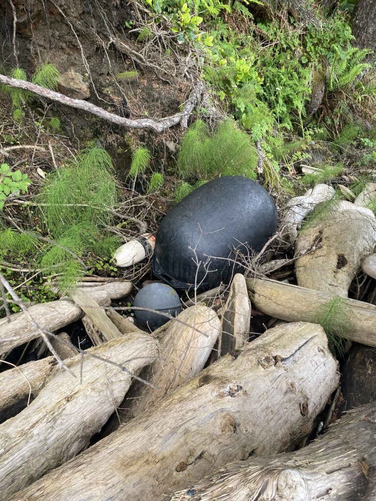 a group of black balls on a log in the woods (MyCoast AI)