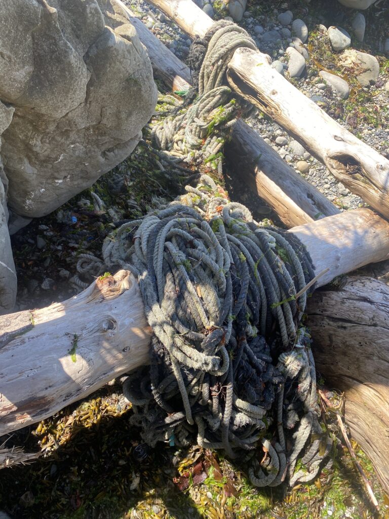 a tree stump with a skull on it (MyCoast AI)