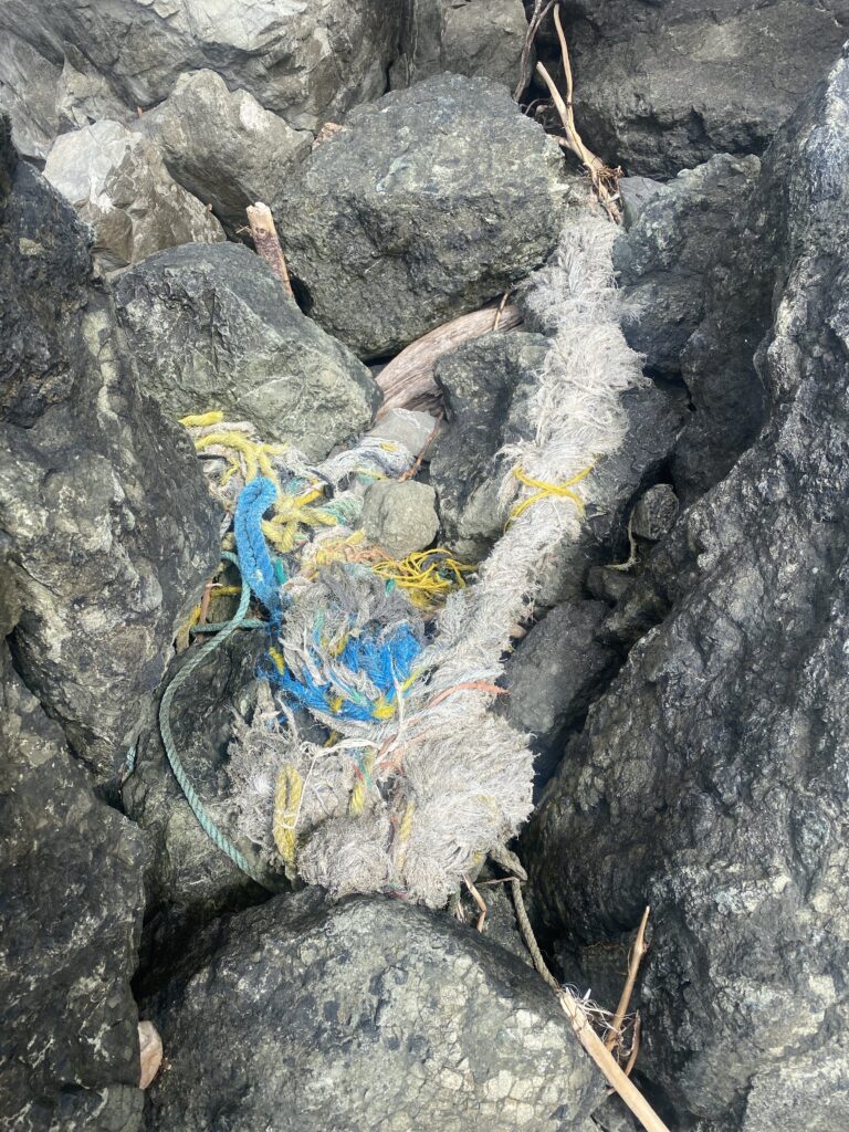 a blue and yellow lizard on a rock (MyCoast AI)