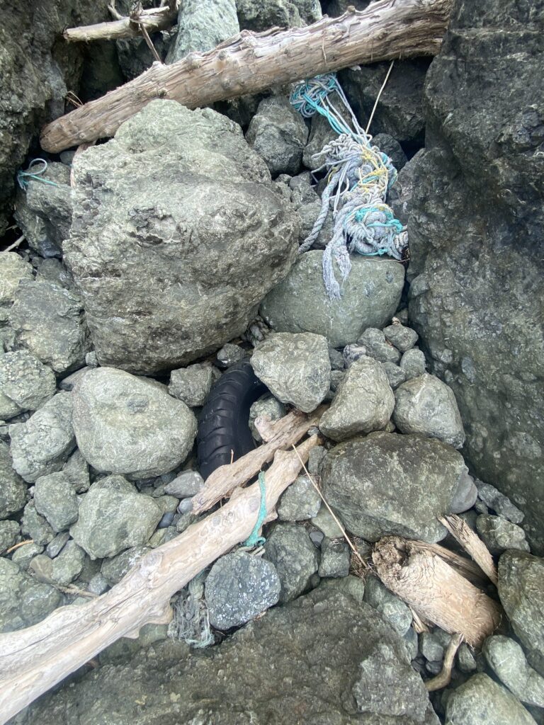 a couple of blue and black bugs on rocks (MyCoast AI)