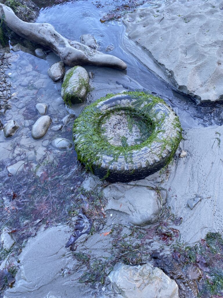 a rock on the ground (MyCoast AI)
