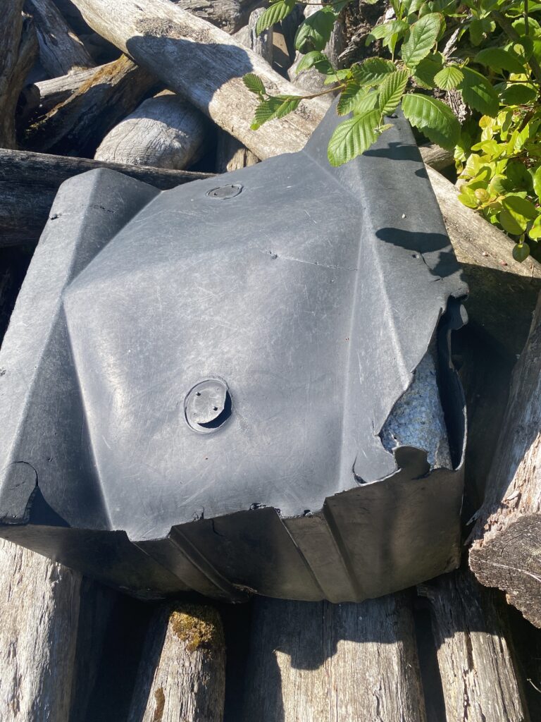 a fish with a face (MyCoast AI)
