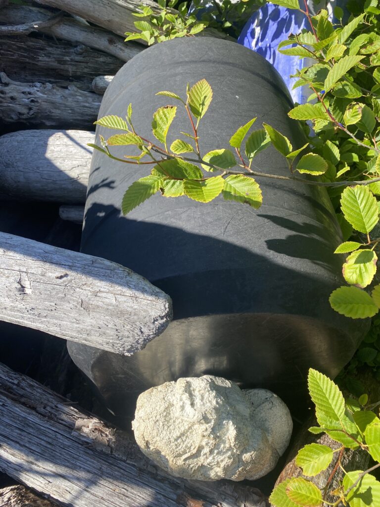 a plant growing in a pot (MyCoast AI)