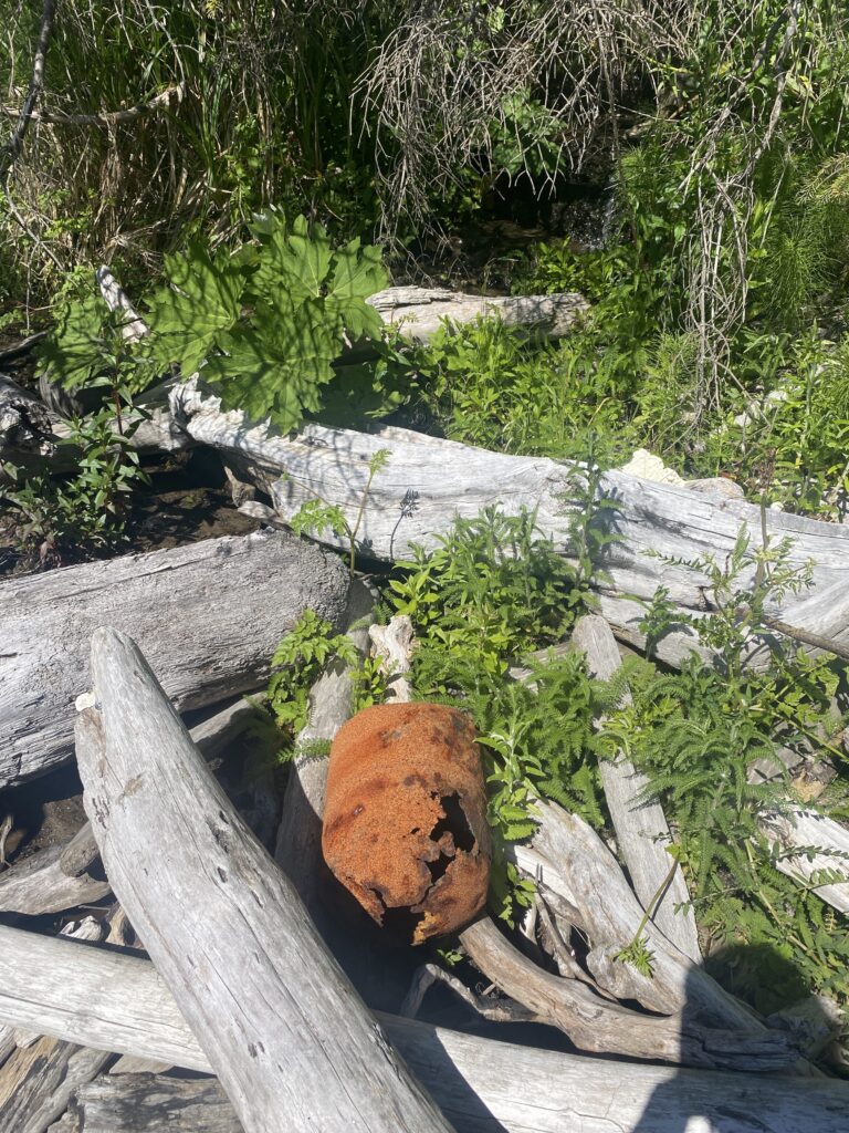 a log in a forest (MyCoast AI)