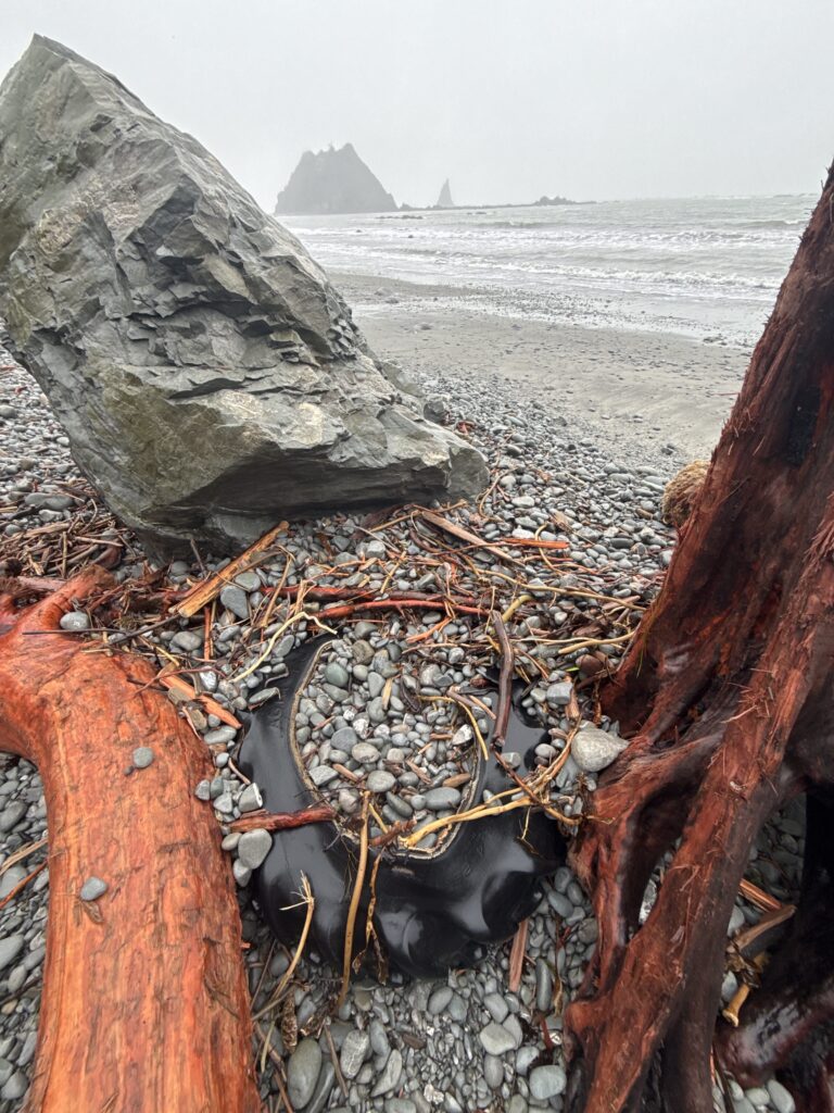 a crab on a beach (MyCoast AI)