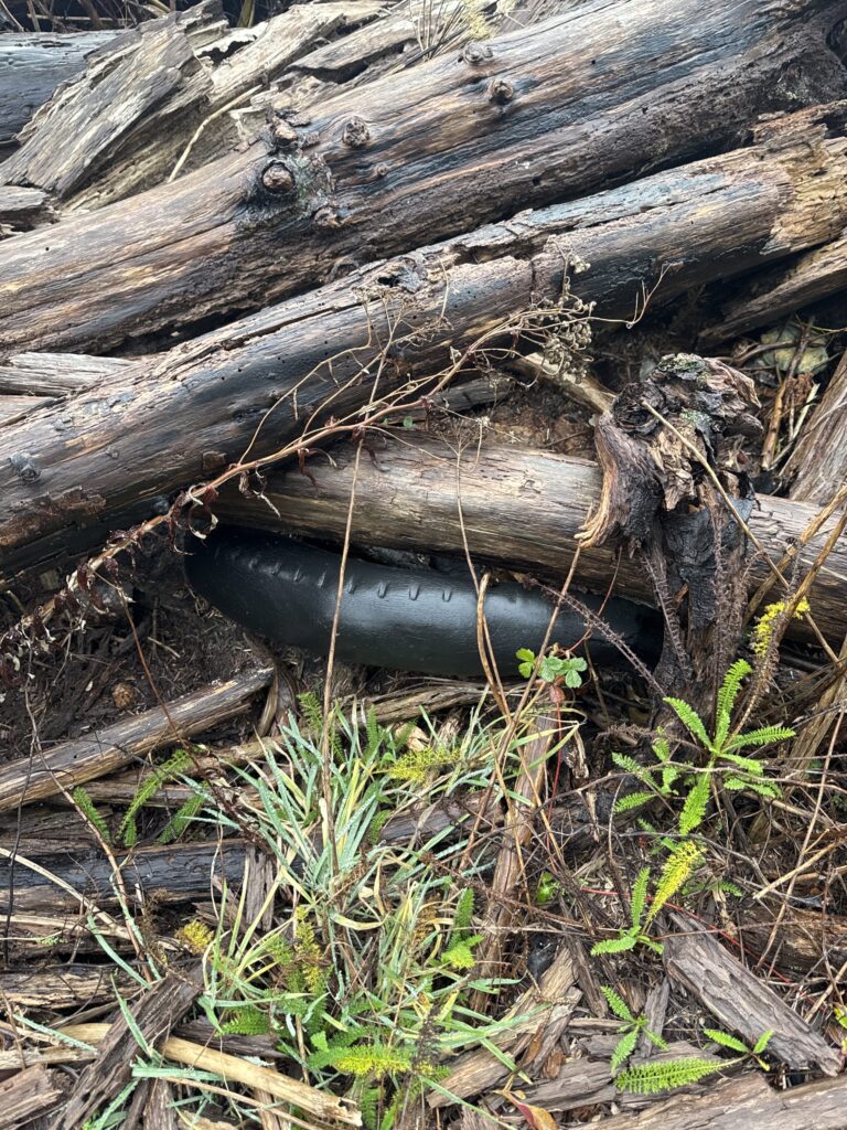 a tree stump with a sign on it (MyCoast AI)