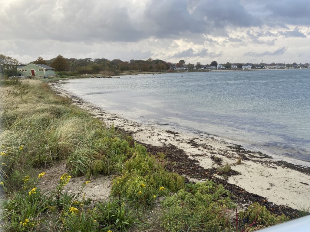a beach with grass and flowers (MyCoast AI)