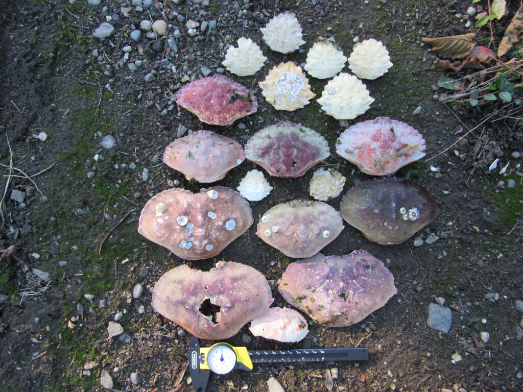 a group of mushrooms (MyCoast AI)
