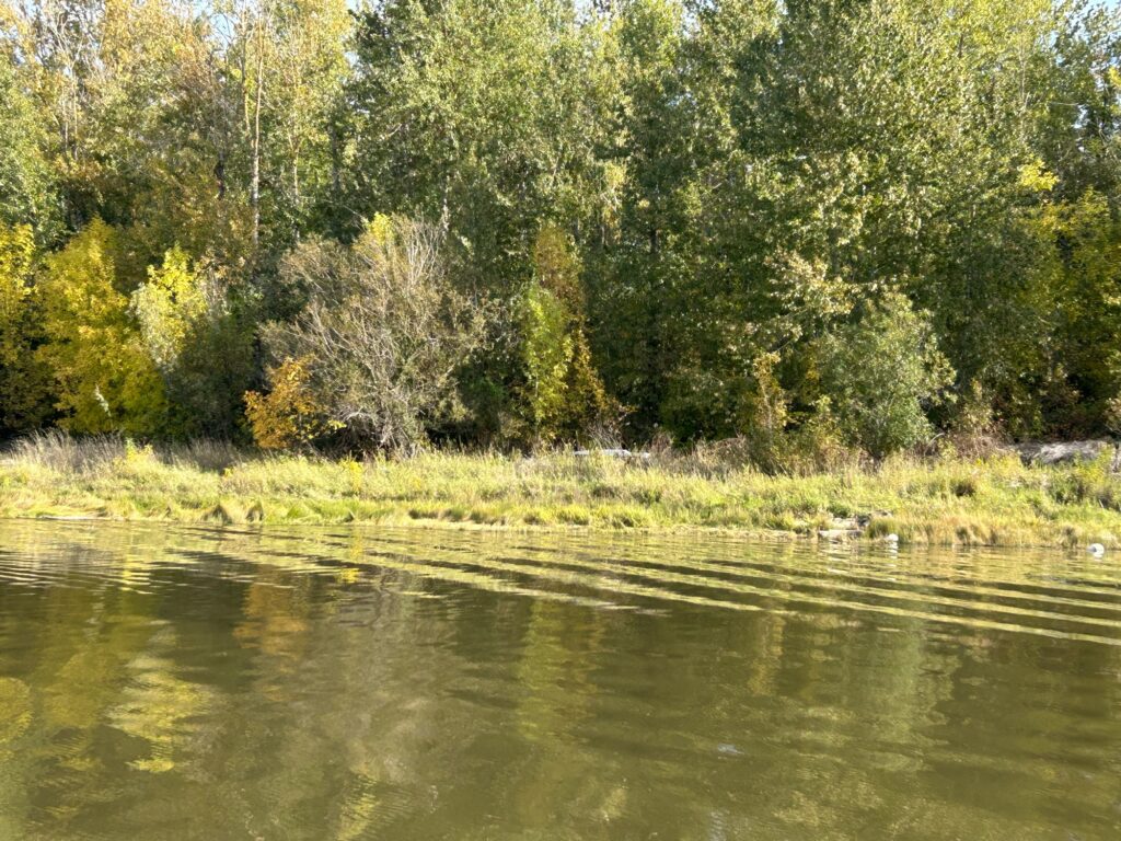 a body of water with trees around it (MyCoast AI)