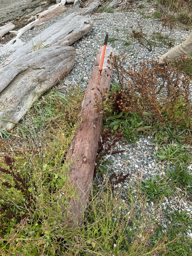 a close-up of a log (MyCoast AI)