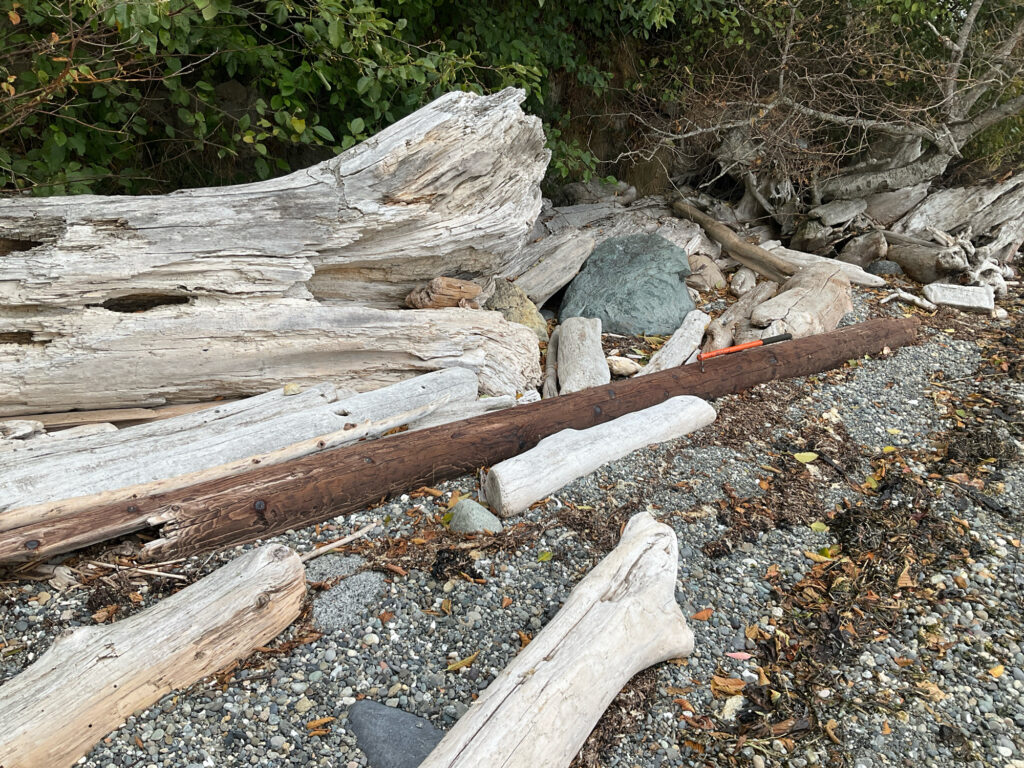 a group of logs in a forest (MyCoast AI)