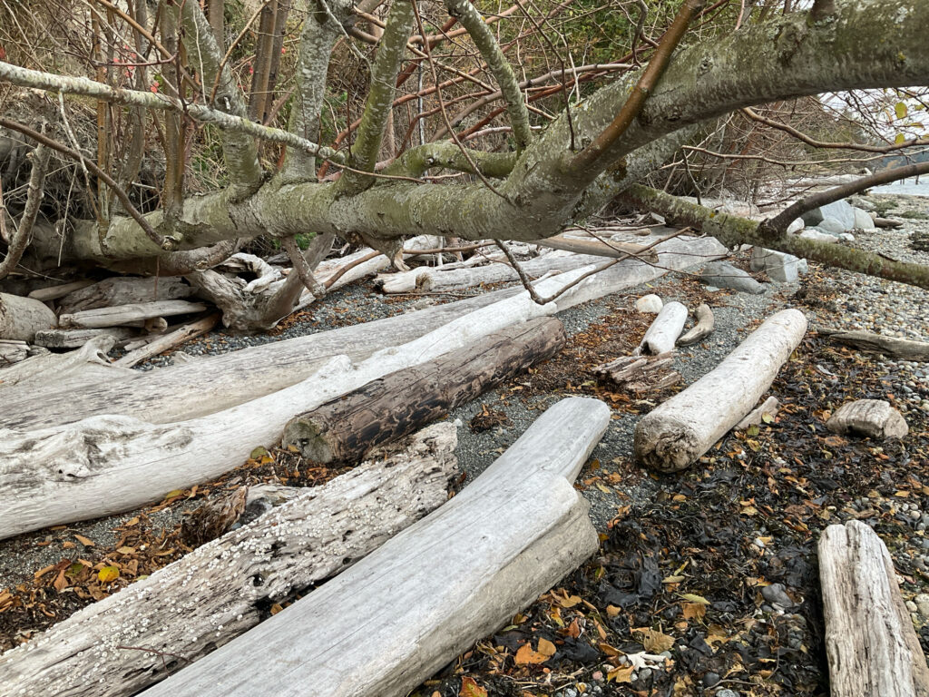 a group of trees and a pile of wood (MyCoast AI)