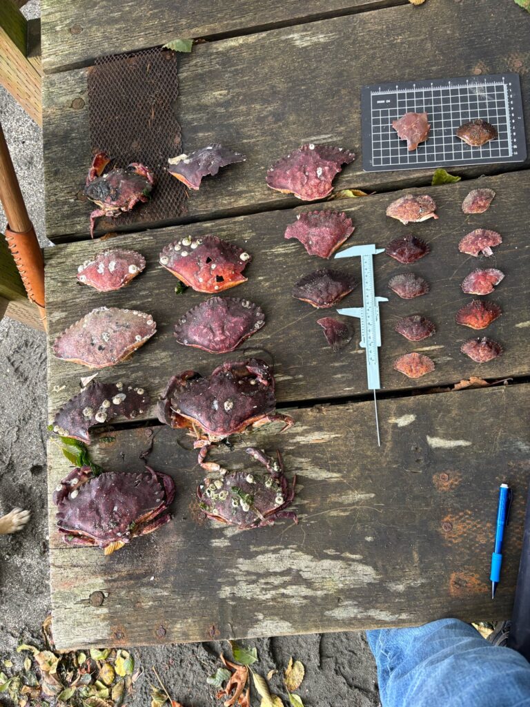 a group of meat on a grill (MyCoast AI)