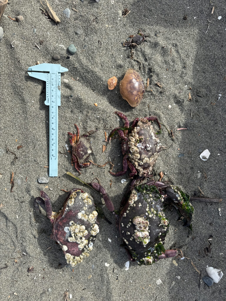 a shovel and a pile of dirt (MyCoast AI)