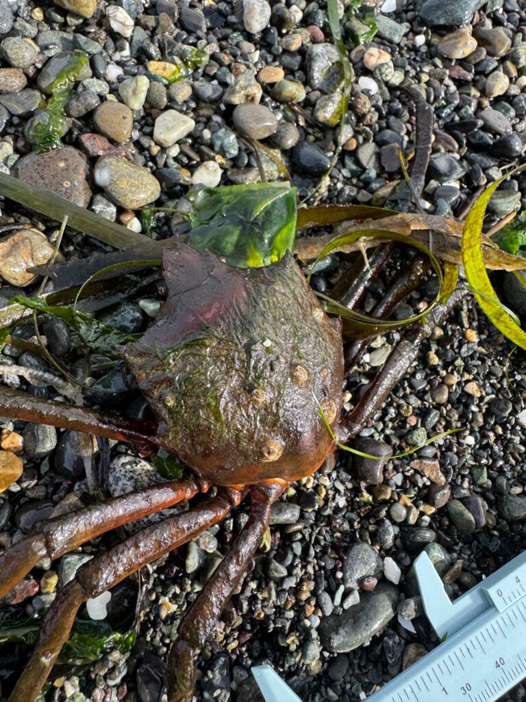a frog on the ground (MyCoast AI)
