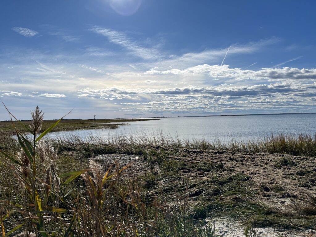 a beach with plants and water (MyCoast AI)
