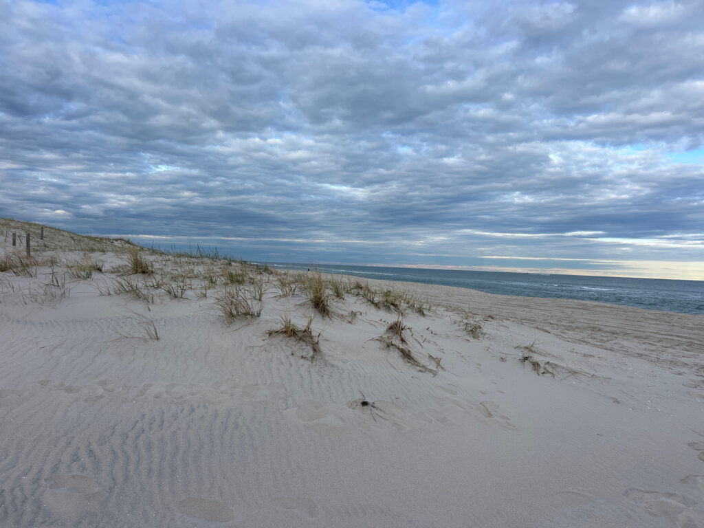 a sandy beach with plants (MyCoast AI)