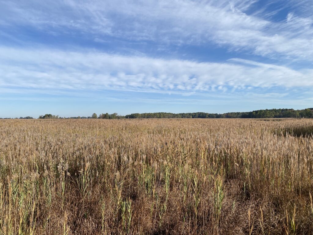 a field of brown grass (MyCoast AI)